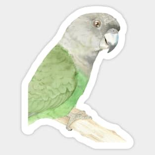 brown-headed parrot watercolor portrait Sticker